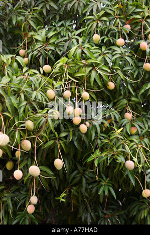 Mango tree with fruits Stock Photo