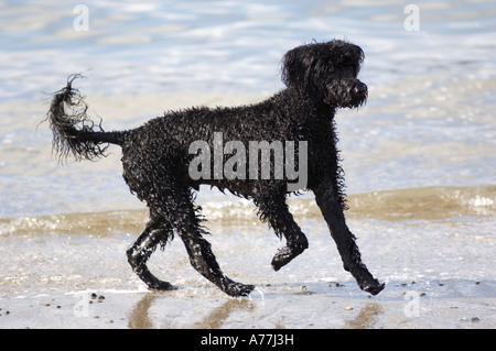 black Portuguese water dog Stock Photo