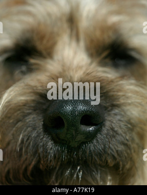 Close up of Border terrier dog face Stock Photo