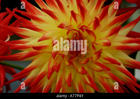 red yellow and orange cut dahlias arranged in natural light winners from the RHS autumn malvern flower show 06 uk Stock Photo