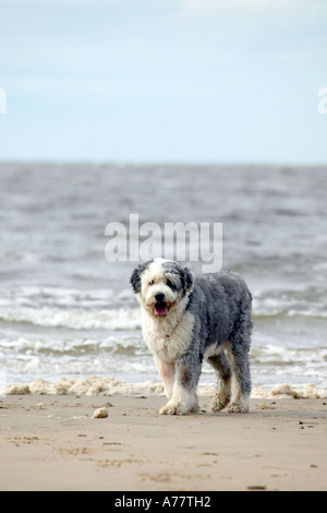 English sheepdog beach hi-res stock photography and images - Alamy