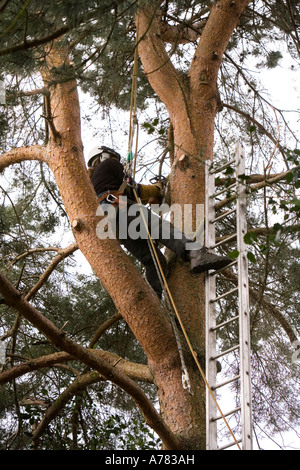 garden maintenance tree surgeon trimming dead wood with chainsaw high in large pine tree Stock Photo