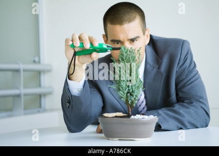 Businessman pruning bonsai tree Stock Photo