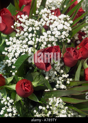 Red roses with Baby's Breath Stock Photo