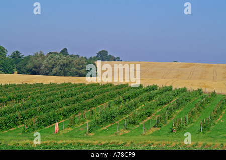 Plantage with fruits Obstplantage Landschaft MV Stock Photo