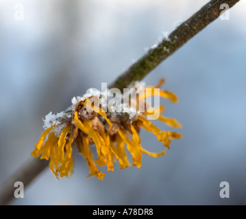 Snow on Hamamelis mollis Witch Hazel Flowers Stock Photo