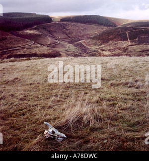 Animal Skull With A Deforestation Landscape In The Background Carmarthenshire Wales Uk Kathy Dewitt Stock Photo Alamy