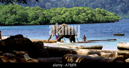 India Andaman Islands Havelock No 1 village forestry elephant dragging gurjun logs from beach Stock Photo