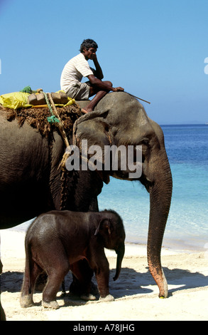 India Andaman Islands Havelock No 1 village forestry mahout on female elephant with baby Stock Photo