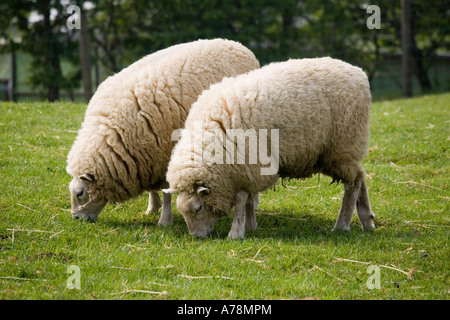 Two Beltex double muscled sheep grazing Rare Breed Trust Cotswold Farm Park Temple Guiting near Stow on the Wold UK Stock Photo