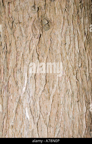 Bark and trunk of Himalayan cypress Cupressus torulosa Christchurch Botanical Gardens New Zealand Stock Photo