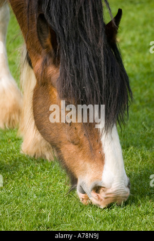 Closeup of head of Shire horse grazing Rare Breed Trust Cotswold Farm Park Temple Guiting near Stow on the Wold UK Stock Photo