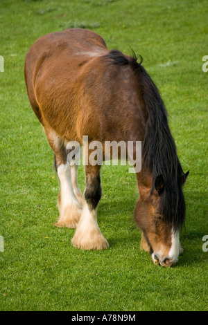 Shire horse grazing Rare Breed Trust Cotswold Farm Park Temple Guiting near Stow on the Wold UK Stock Photo