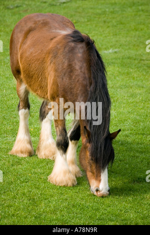 Shire horse grazing Rare Breed Trust Cotswold Farm Park Temple Guiting near Stow on the Wold UK Stock Photo