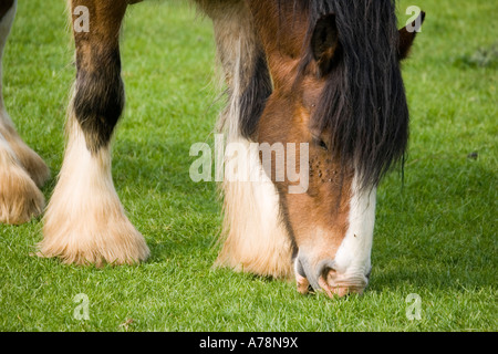 Closeup of head of Shire horse grazing Rare Breed Trust Cotswold Farm Park Temple Guiting near Stow on the Wold UK Stock Photo