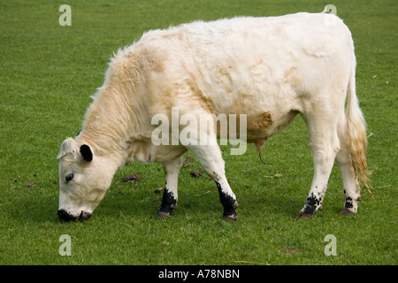 British white cattle cow grazing Rare Breed Trust Cotswold Farm Park Temple Guiting near Stow on the Wold UK Stock Photo