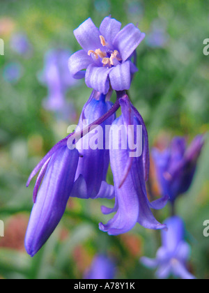 A Bluebell flower in the English countryside Stock Photo