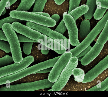 Scanning electron micrograph of Escherichia coli grown in culture and adhered to a coverslip Stock Photo