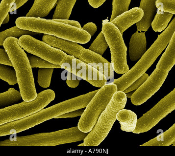 Scanning electron micrograph of Escherichia coli grown in culture and adhered to a coverslip Stock Photo