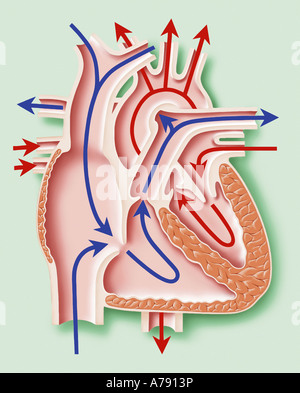 Diagram of a heart, showing the valves Stock Photo - Alamy