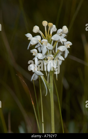 White Fringed Orchid Stock Photo