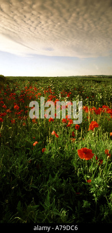 france nord picardy picardy somme poppy fields world war one battlefields near mons Stock Photo