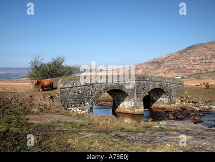 Highland Cow,crossing pack horse bridge,Isle of Mull, Scotland, UK, Europe Stock Photo