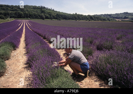 Girl gathering bunches of lavender at Castle Farm between Eynsford and Shoreham Kent England prior to the July Lavender Festival Stock Photo