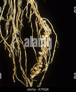 Rhizobium root nodules on Vicia faba field bean for gaseous nitrogen fixation Stock Photo