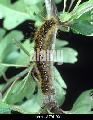 Brown tail moth Euproctis chrysorrhoea caterpillar on hawthorn Stock Photo