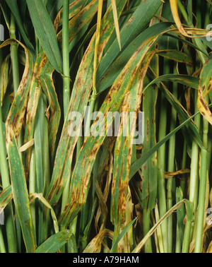 Net blotch Pyrenophora teres infected leaves of maturing barley crop Stock Photo