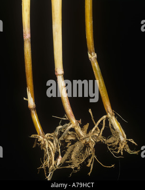 Fusarium foot rot infection Fusaium sp on wheat stem bases Stock Photo