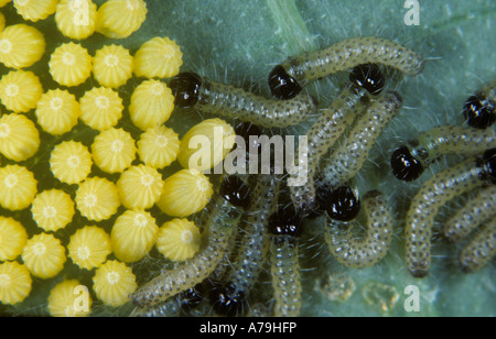 Large white butterfly Pieris brassicae young caterpillars eggs on a nasturtium leaf Stock Photo