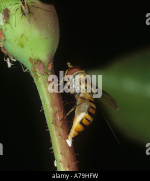 Marmalade hoverfly Episyrphus balteatus laying her eggs among rose aphids Stock Photo
