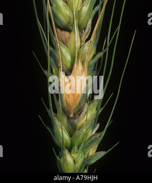 Head scab or ear blight Fusarium sp infected grain on bearded wheat ear Stock Photo