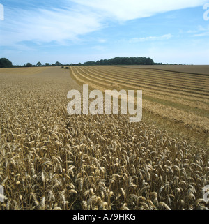 Part cut even high yielding wheat crop with a New Holland combines in the far distance Stock Photo