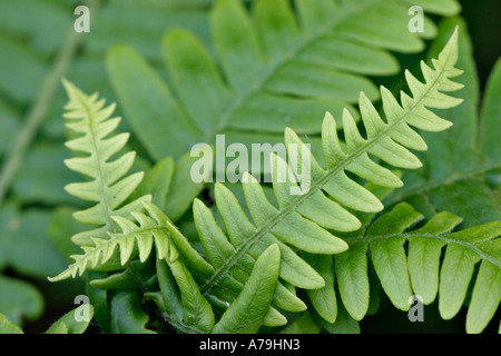 Two fronds of newly unfurled ferns on the forest floor Barnes Lake Thorne Twp Quebec Canada Stock Photo