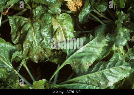 Sugar beet rust Uromyces betae infection on maturing crop leaves Stock Photo