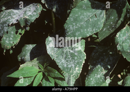 Powdery mildew Erysiphe cichoracearum on Jerusalem artichoke leaves Stock Photo