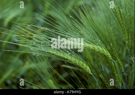 Unripe green barley ears with early morning dew France Stock Photo