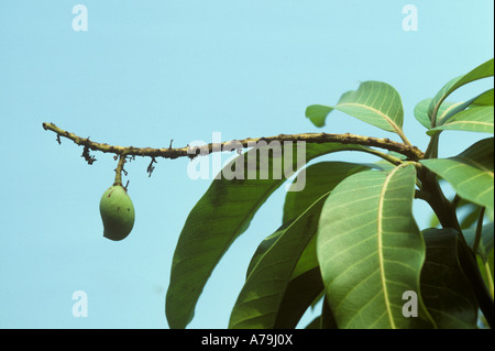 Blossom blight or anthracnose Colletotrichum gloeosporoides aborted fruit on mango tree Stock Photo