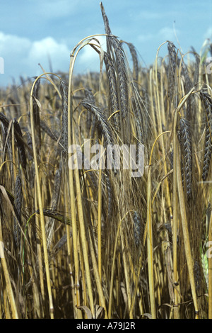 Ears of black barley Ethiopian variety now used in various culinary processes Stock Photo