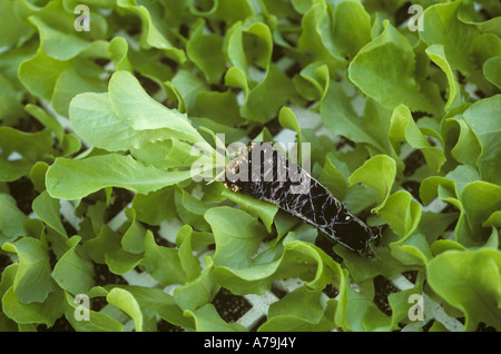 Tray of seedling plug lettuces with one removed to show roots in peat Stock Photo