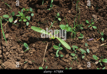 Various grass and broad leaved weeds in a very young sugar beet crop Stock Photo