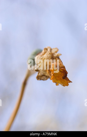 dead flower daffodil in garden Stock Photo