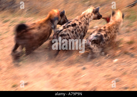 Spotted hyaena fighting over a piece of meat Kruger National Park Mpumalanga South Africa Stock Photo