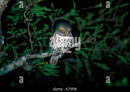 Barred owl at night Buffelshoek Private Nature Reserve Sabi Sand Mpumalanga South Africa Stock Photo