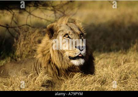 The tip of a male lion tongue shows as he gazes skywards at a passing raptor while lying in dry bushveld grass Okavango Delta Stock Photo