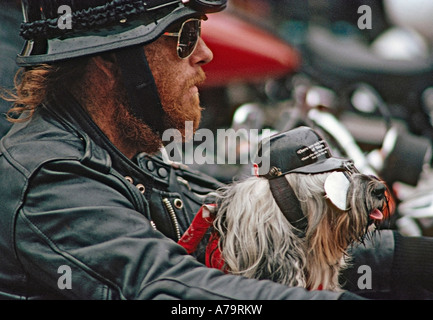 Biker on cycle with dog during Bike Week in Daytona Beach Florida USA Stock Photo