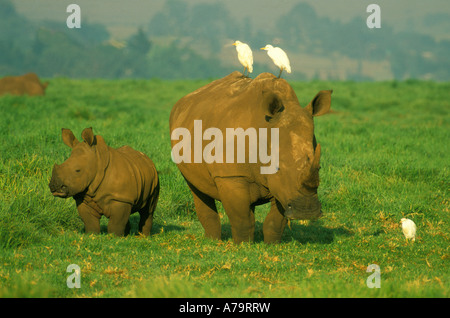 White rhino Ceratotherium simum with calf in an open green grassland cattle egrets perched on the adults back Stock Photo